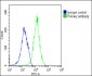 HAVCR2 Antibody