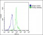 TERT Antibody (S1125)