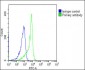 LIN28B Antibody (N-term)