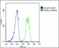 Nestin Antibody (S1409)