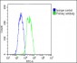 VEGFC Antibody