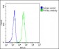 EPOR Antibody (C-term)