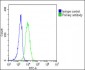 EPOR Antibody (C-term)