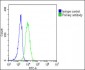 EPOR Antibody (C-term)