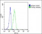 EPOR Antibody (C-term)