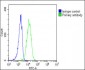 EPOR Antibody (C-term)