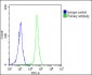 RPS27 Antibody (N-Term)