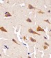 Cyclophilin D Antibody