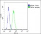 Vinculin Antibody