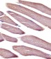 Vinculin Antibody