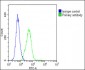 Vinculin Antibody