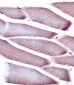 Vinculin Antibody