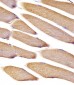 Vinculin Antibody