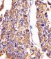 Hsp60 Antibody