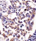 Hsp60 Antibody