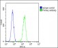 STMN1 Antibody (C-Term)