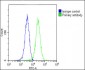 COPS7B Antibody (N-Term)