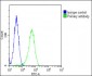 PGAP1 Antibody (N-Term)