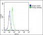 RPS2 Antibody (N-Term)