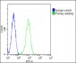 HSD17B10 Antibody (Center)