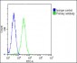 RPS2 Antibody (C-Term)