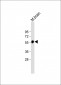 beta Tubulin Antibody