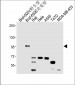 BRAF V600E Antibody(C-Term)