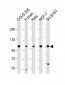 KCNH1 Antibody (C-Term)