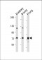 DLL4 Antibody