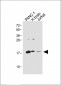 Glucagon Antibody (C-term)