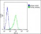 FGFR2 Antibody (N-term)