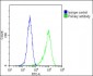 FGFR2 Antibody (N-term)