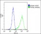 FGFR2 Antibody (N-term)