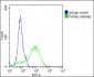 ROR1 Antibody