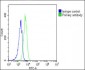 SCAP Antibody (Center)