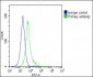 BMI1 Antibody