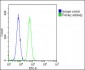 BMI1 Antibody