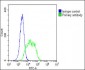 BMI1 Antibody