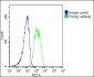 AMH Antibody (Center)