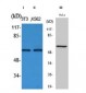 Phospho-Akt1 (Ser246) Antibody