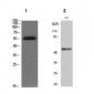 Phospho-Akt2 (Ser474) Antibody