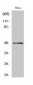 Phospho-AP-1 (Ser63) Antibody