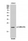 Phospho-Cofilin (Ser3) Antibody