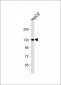 ITA6 Antibody