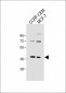 OGN Antibody (C-term)