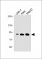ATG7 Antibody (C-term)