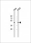 Myostatin (GDF8) Antibody (N-term)