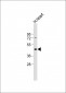 Myostatin (GDF8) Antibody (N-term)