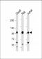 MAP4K1 Antibody