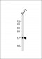 COXIV Antibody